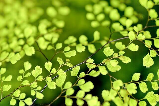 Hojas verdes para simbolizar un bosque como posible lugar de aislamiento para niños salvajes
